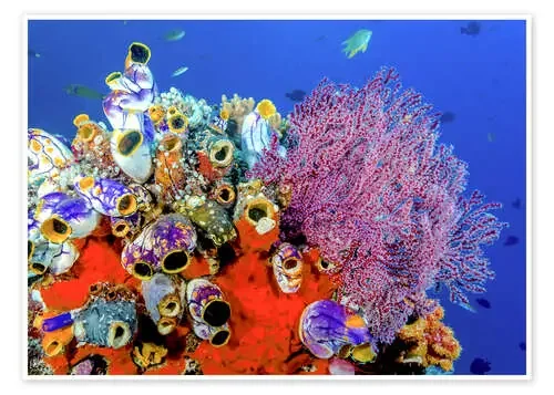 Arrecife de coral en indonesia de Jones & Shimlock Danita Delimont