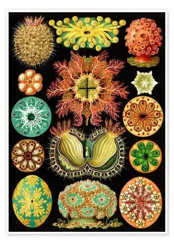 Ascidiáceos, Ascidiae (Obras de arte de la Naturaleza, 1899) de Ernst Haeckel Master Collection