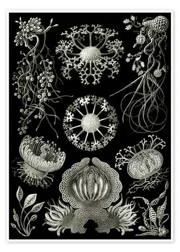 Ascomicetos, Ascomycetes (Obras de arte de la naturaleza, 1899) de Ernst Haeckel Master Collection