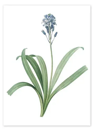 Atlantic harebell de Pierre Joseph Redouté Master Collection