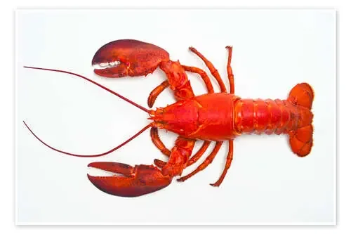 Atlantic lobster de David Nunuk Science Photo Library