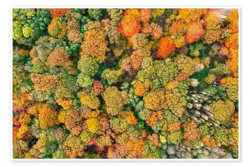 Autumn forest from above de HADYPHOTO