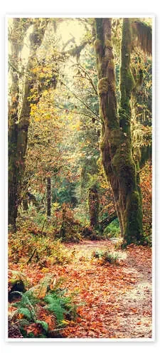 Autumn Forest Mood Editors Choice