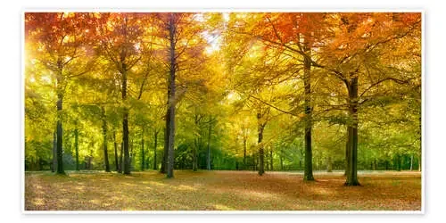 Autumn Forest Panorama in sunlight de Jan Christopher Becke