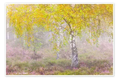 Autumnal birch in the fog de Moqui, Daniela Beyer