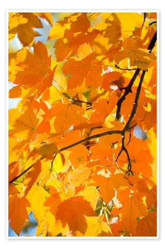 Autumnal maple leaves Editors Choice