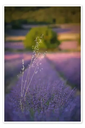 Avena en lavanda de Jens Sieckmann