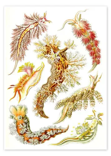 Babosas de mar, Nudibranchia (detalle, Obras de arte de la naturaleza, 1899) de Ernst Haeckel Master Collection