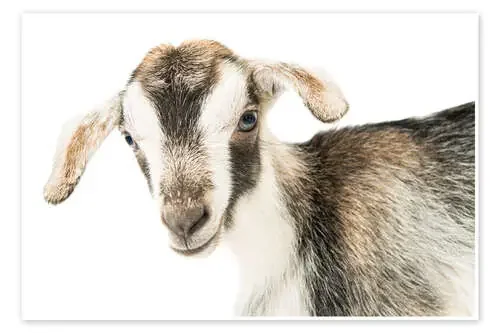 baby goat Editors Choice