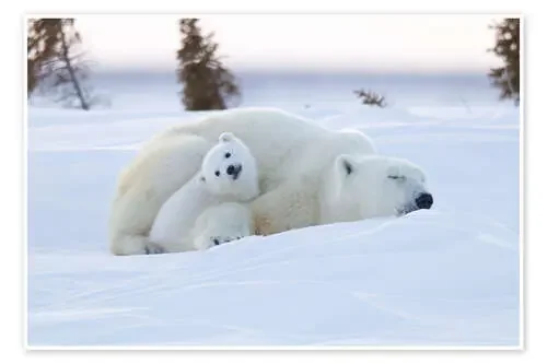 Baby polar bear with sleeping mom de David Jenkins Robert Harding