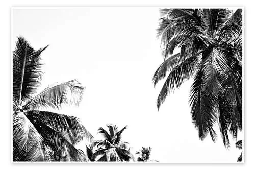 Bajo las palmeras de Finlay and Noa