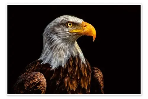 bald eagles de Bettina Dittmann
