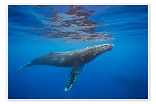 Ballena jorobada bajo el agua de Dave Fleetham Design Pics