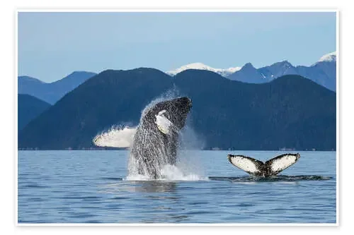 Ballena jorobada de Alaska de John Hyde Design Pics