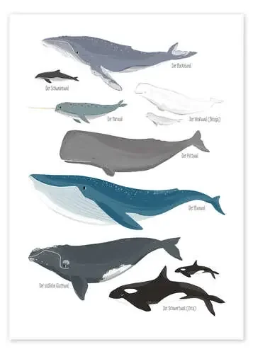 Ballenas (alemán) de Sandy Lohß