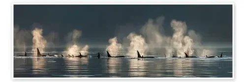 Ballenas asesinas en la superficie del agua de John Hyde Design Pics