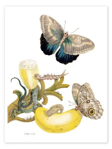 Banana fruit and Caligo de Maria Sibylla Merian Master Collection