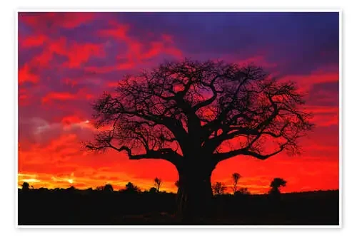 Baobab en la puesta de sol brillante de Adam Jones Danita Delimont