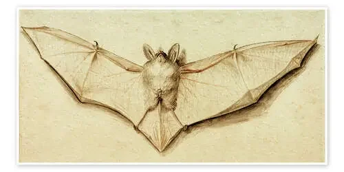 Bat with spread wings de Hans Holbein d.J. akg-images