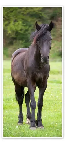 Beautiful Horse in a Meadow Editors Choice