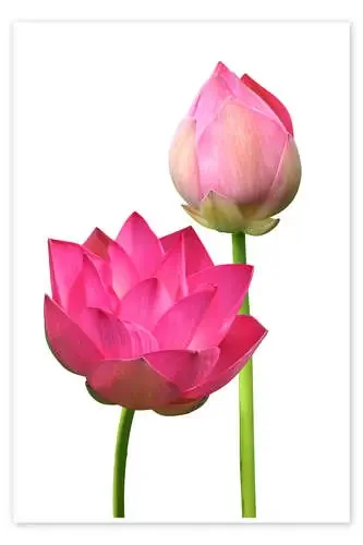 Beautiful lotus flowers Editors Choice