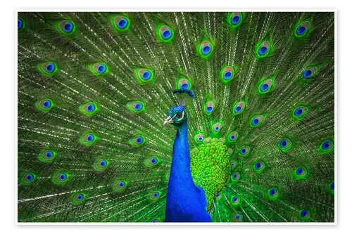 beautiful peacock with feathers Editors Choice