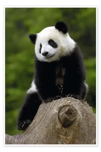 Bebé panda de Pete Oxford Danita Delimont