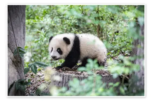 Bebé panda Editors Choice