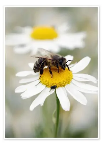 Bee on the camomile lawn de Falko Follert