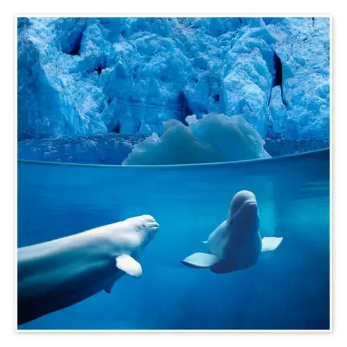 Belugas de John Hyde Design Pics