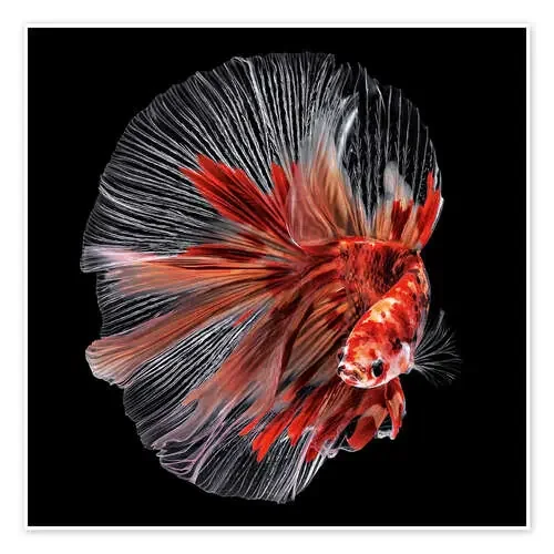Betta Fish 1x