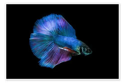 Betta splendens Editors Choice
