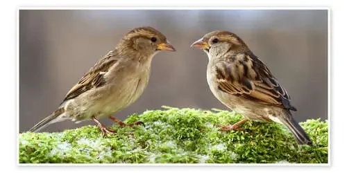 Birds Sparrows de WildlifePhotography
