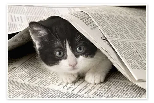 Black and white cat under newspaper de Greg Cuddiford MGL Licensing