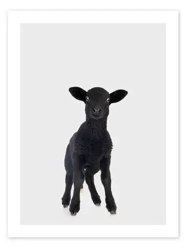 Black Baby Sheep de Animal Kids Collection Editors Choice