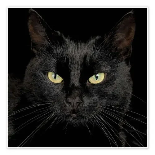 Black cat de Simon Murrell Science Photo Library