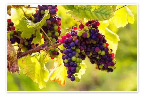 Black grapes de Elena Schweitzer