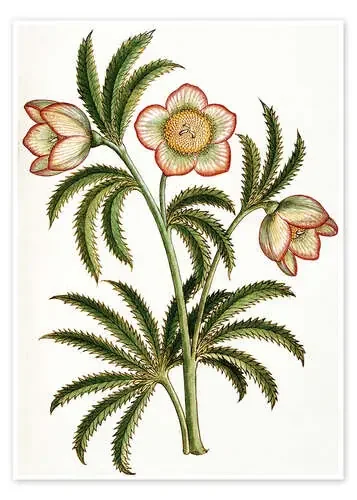 Black Hellebore de French School Bridgeman Images