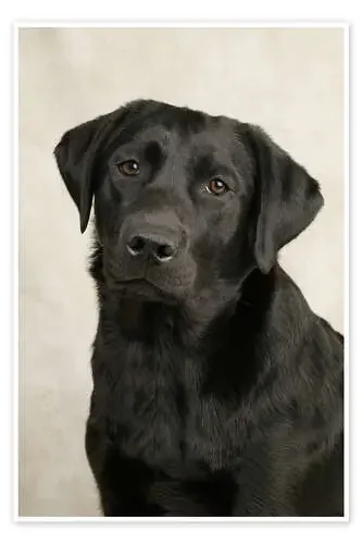 Black Labrador de Greg Cuddiford MGL Licensing