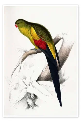 Black tailed Parakeet de Edward Lear Master Collection