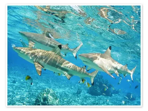 Blacktip de M. Swiet Design Pics