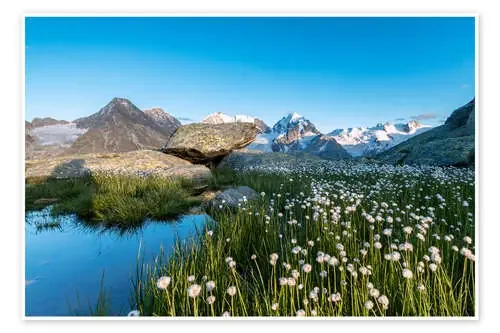 Blooming of cotton grass at feet of Piz Bernina, Switzerland de Roberto Sysa Moiola