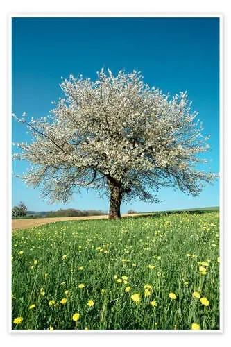 Blossoming cherry tree in spring on green field with blue sky de Peter Wey