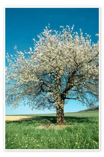Blossoming cherry tree in spring on green field with blue sky de Peter Wey