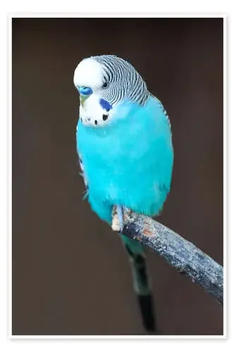 Blue budgerigar on a branch Editors Choice