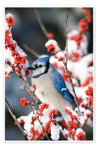 Blue Jay en una baya de invierno de Richard and Susan Day Danita Delimont