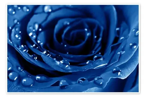Blue Roses with Water Drops Editors Choice