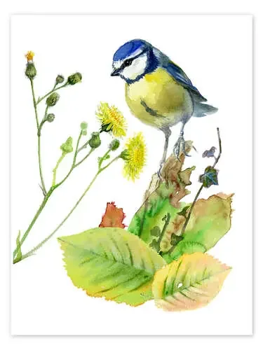 Blue Tit Bird and Sowthistle de Verbrugge Watercolor