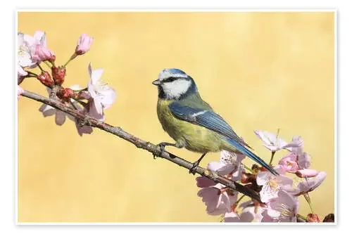 Blue tit on a branch of cherry de Uwe Fuchs
