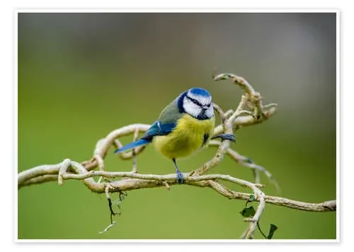 Blue tit on branch Editors Choice